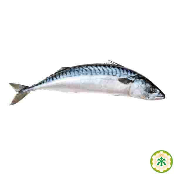 Fish mackerel with/m kg