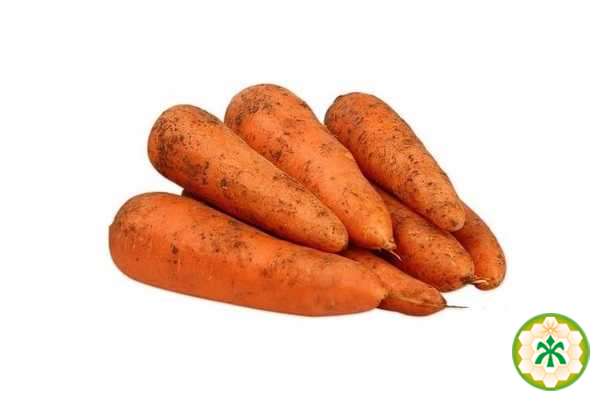 Carrot common